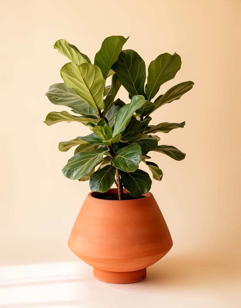 Fiddle Leaf Fig
